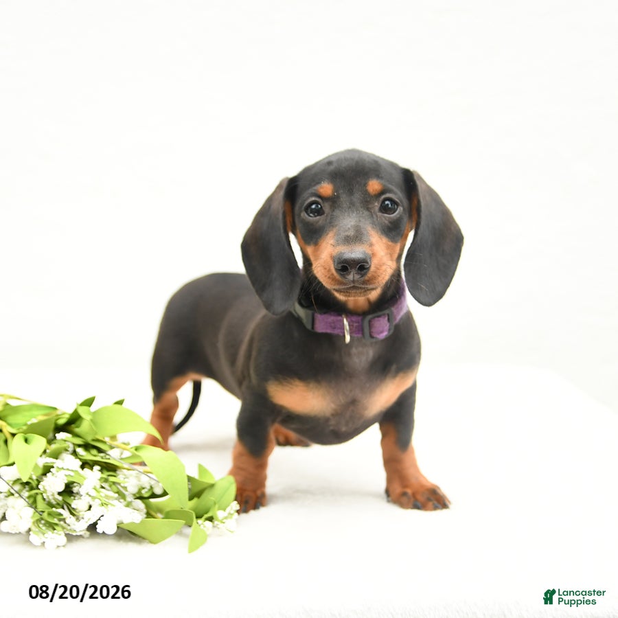 Miniature Dachshund dogs Bonnie - Ad 2