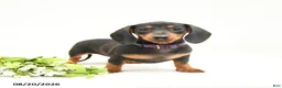 Miniature Dachshund dogs for sale: Bonnie - Ad 2