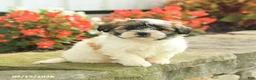 Teddy Bear dogs for sale: Jace - Ad 1