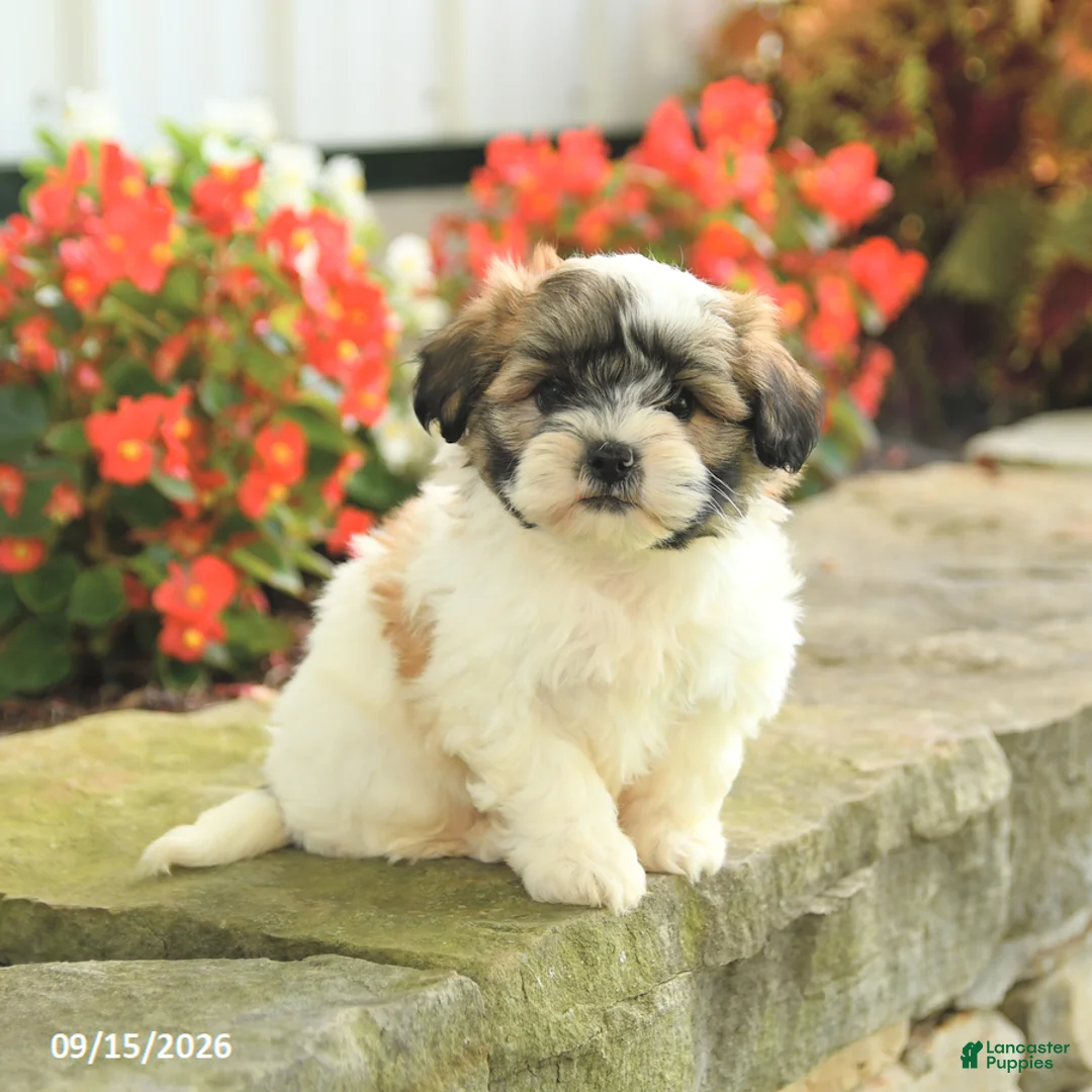 Teddy Bear dogs for sale: Jace - Ad 1