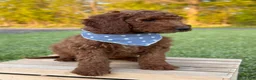 Irish Doodle dogs for sale: Copper - Ad 21
