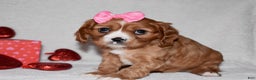 Cavalier King Charles Spaniel dogs for sale: Oona - Ad 8