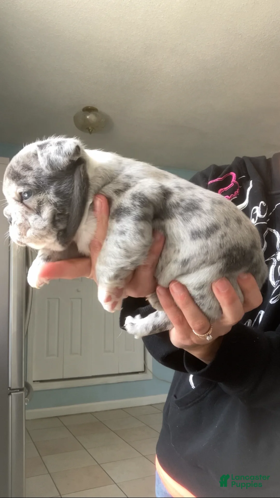 French Bulldog dogs for sale: Pet only (Blue Merle) - Ad 1