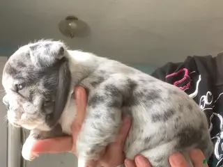 French Bulldog dogs Pet only (Blue Merle) - Ad 34