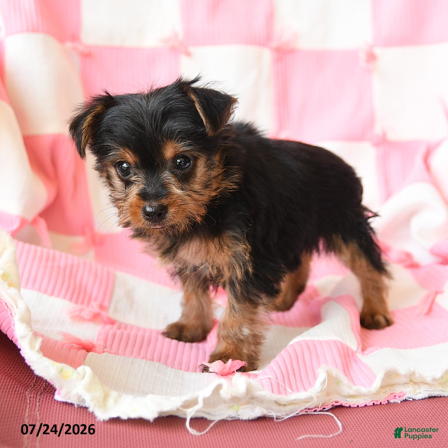 Yorkshire Terrier dogs Haven - Ad 2