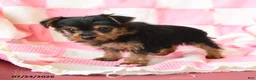 Yorkshire Terrier dogs for sale: Haven - Ad 2