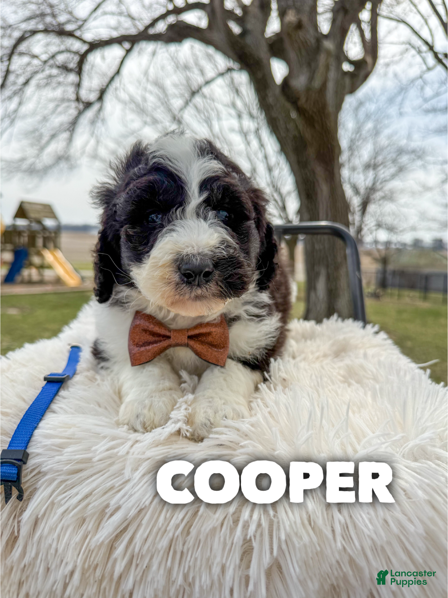 Saint Berdoodles dogs Cooper - Standard F1b - Ad 1