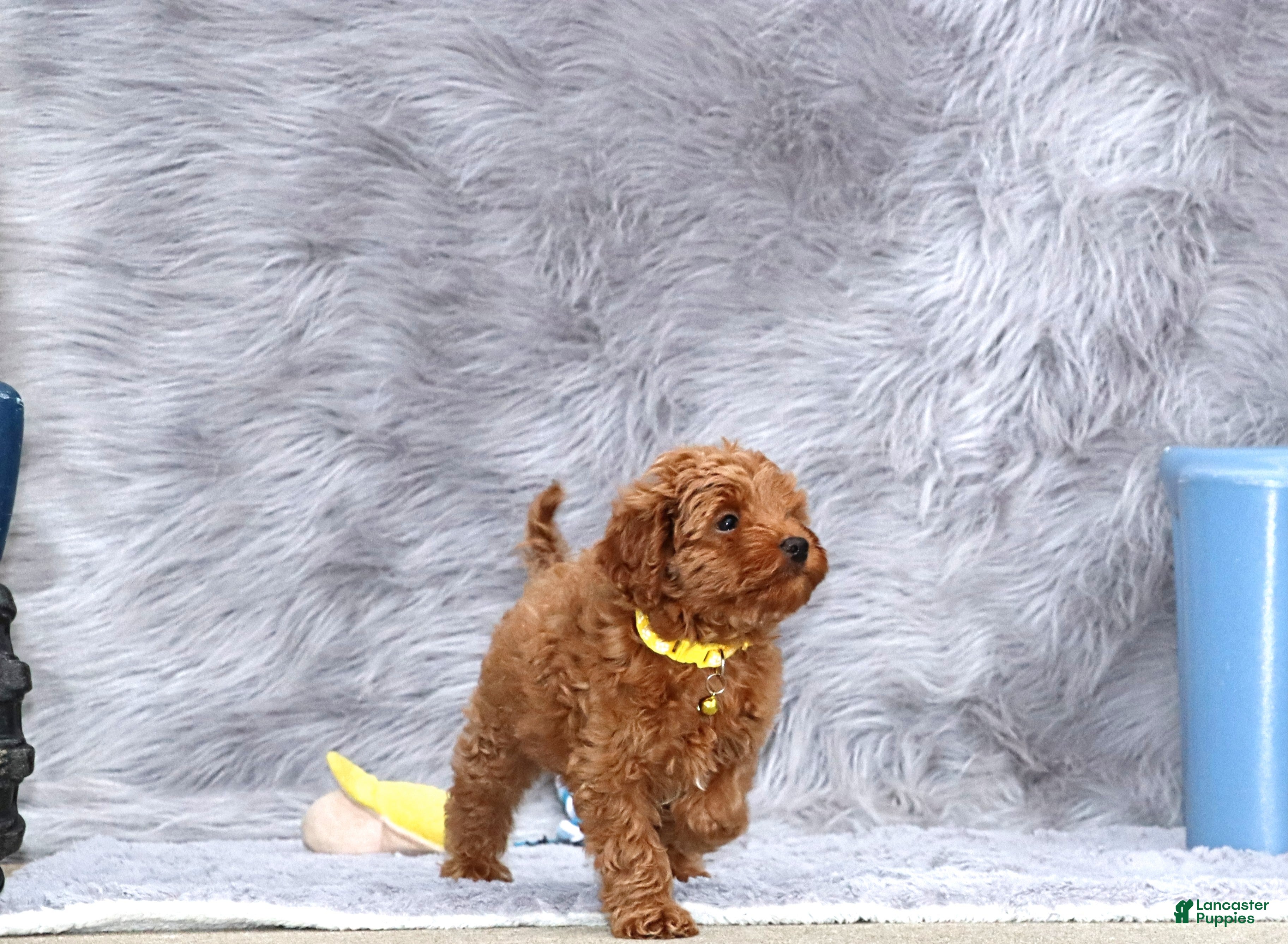 Havapoo dogs Easton 💙 - Ad 6