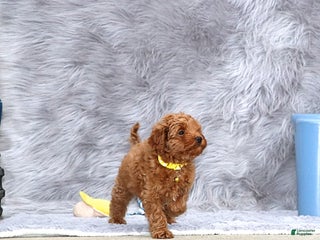 Havapoo dogs Easton 💙 - Ad 9