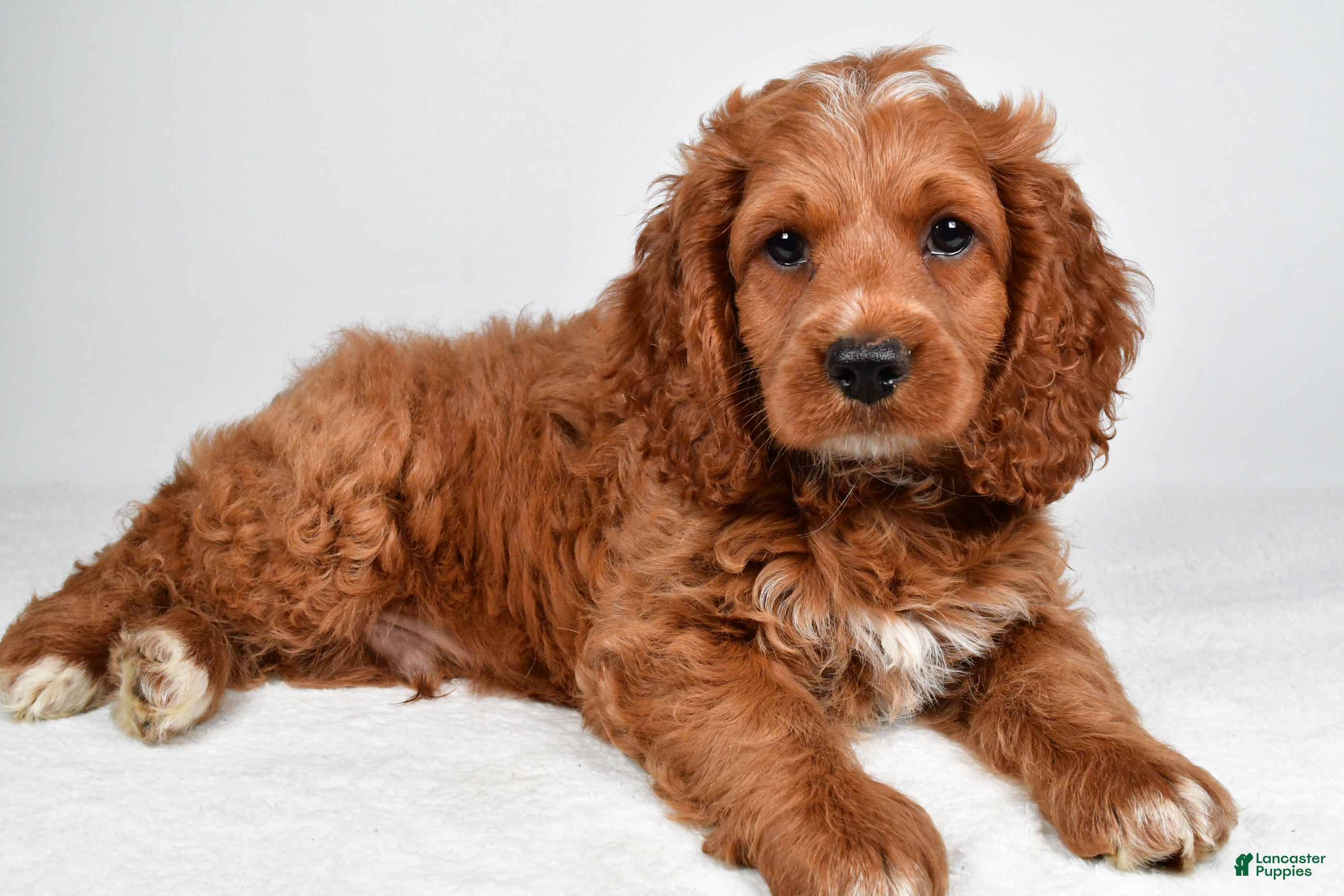 Cockapoo dogs Griffin - Ad 1