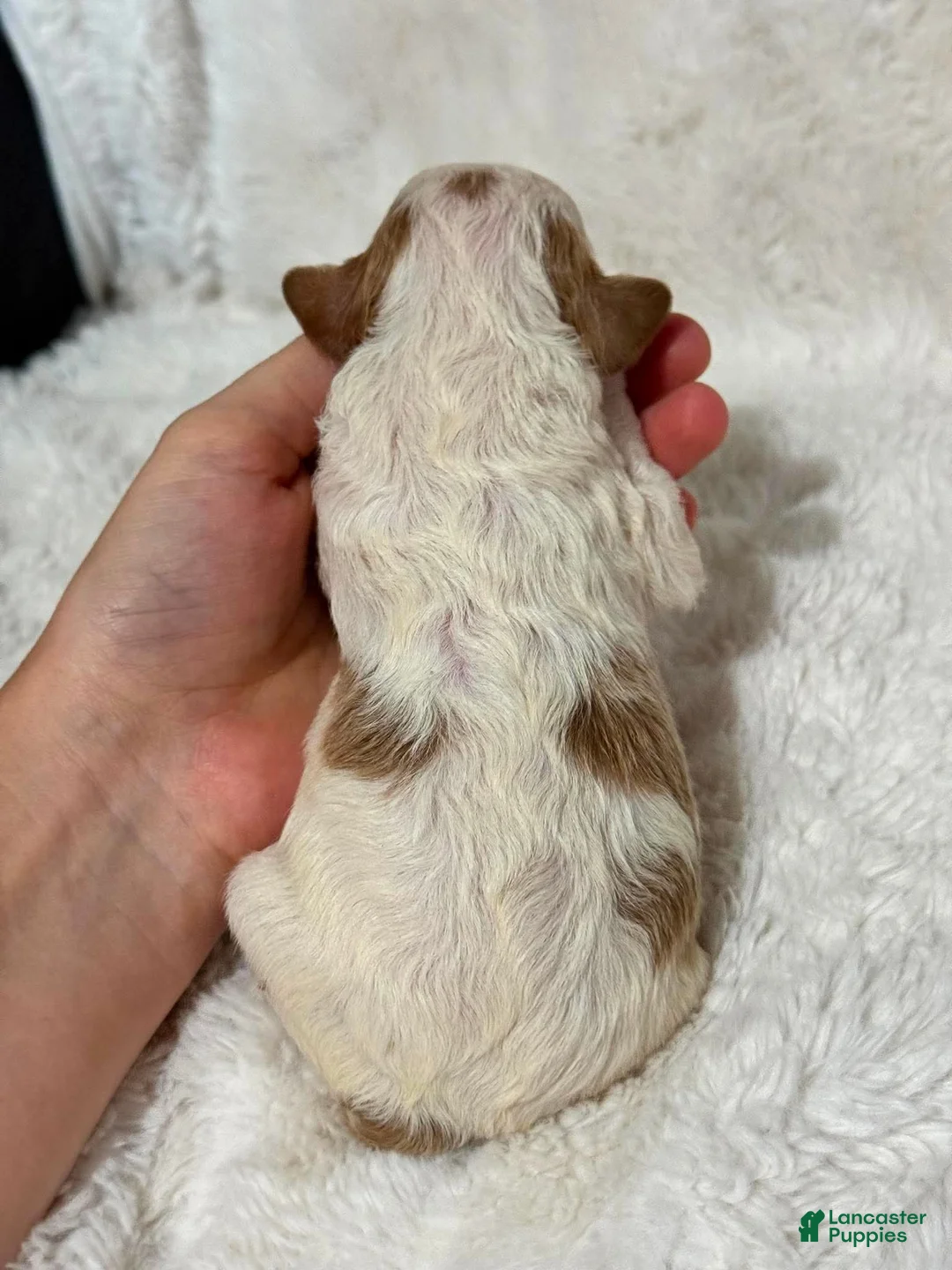 Cavapoo dogs for sale: Hudson - Ad 2