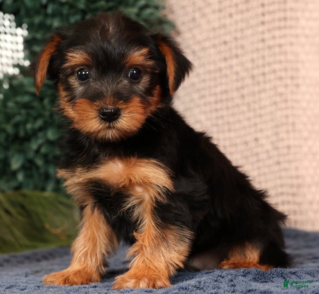 Yorkshire Terrier dogs for sale: Marlon - Ad 4