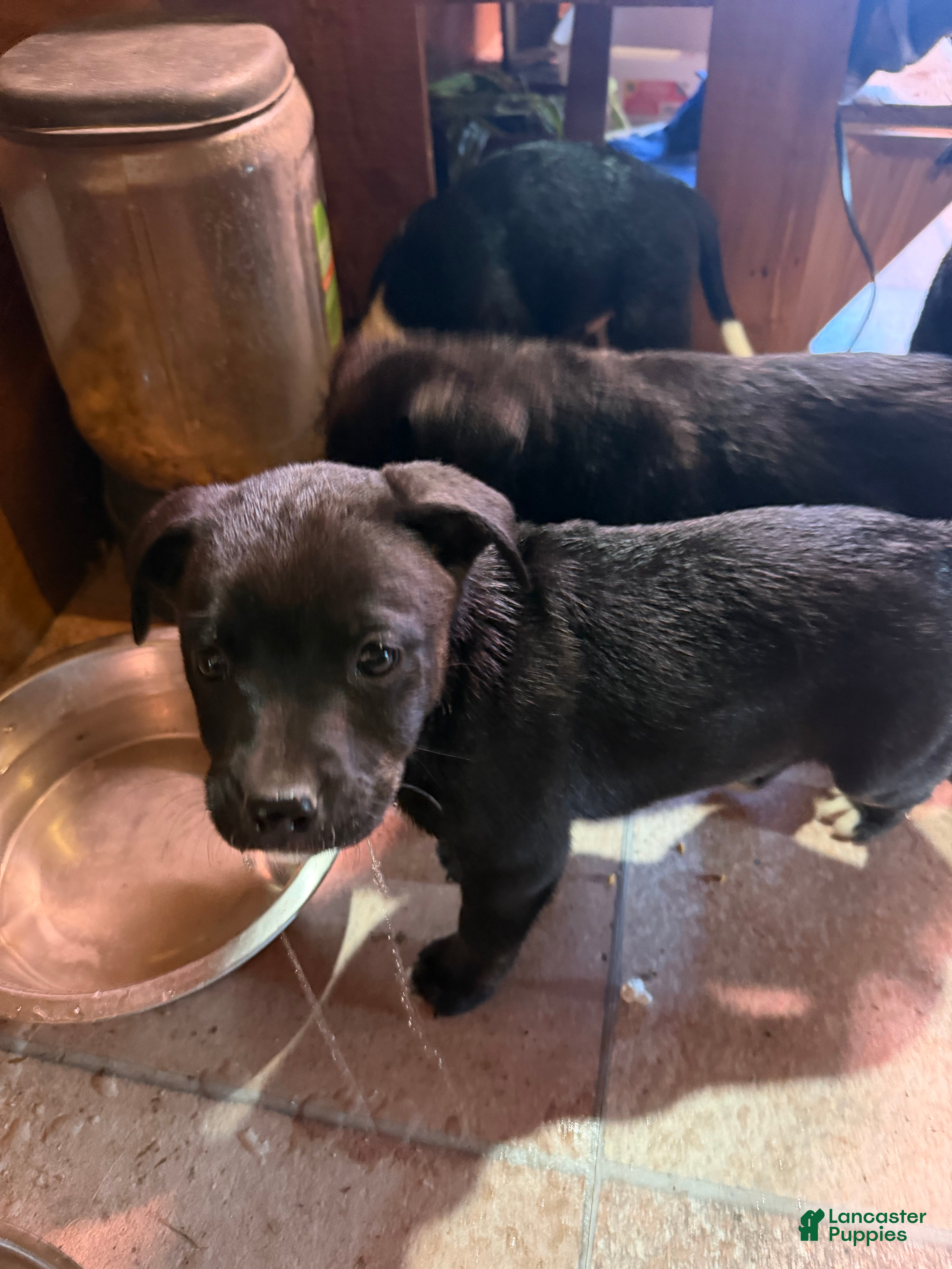 Mixed Breed dogs for sale: Baby girl 1 - Ad 23