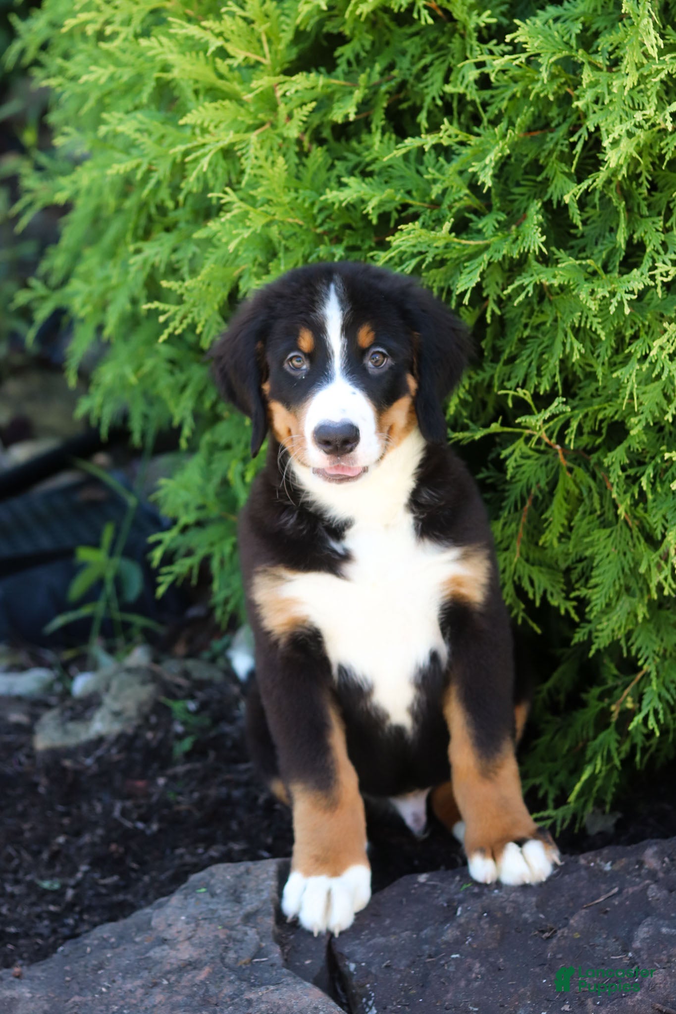 Bernese Mountain Dog dogs Theo - Ad 2