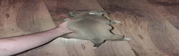 American Pit Bull Terrier dogs for sale: American Pit Bull Terrier 5 - Ad 2