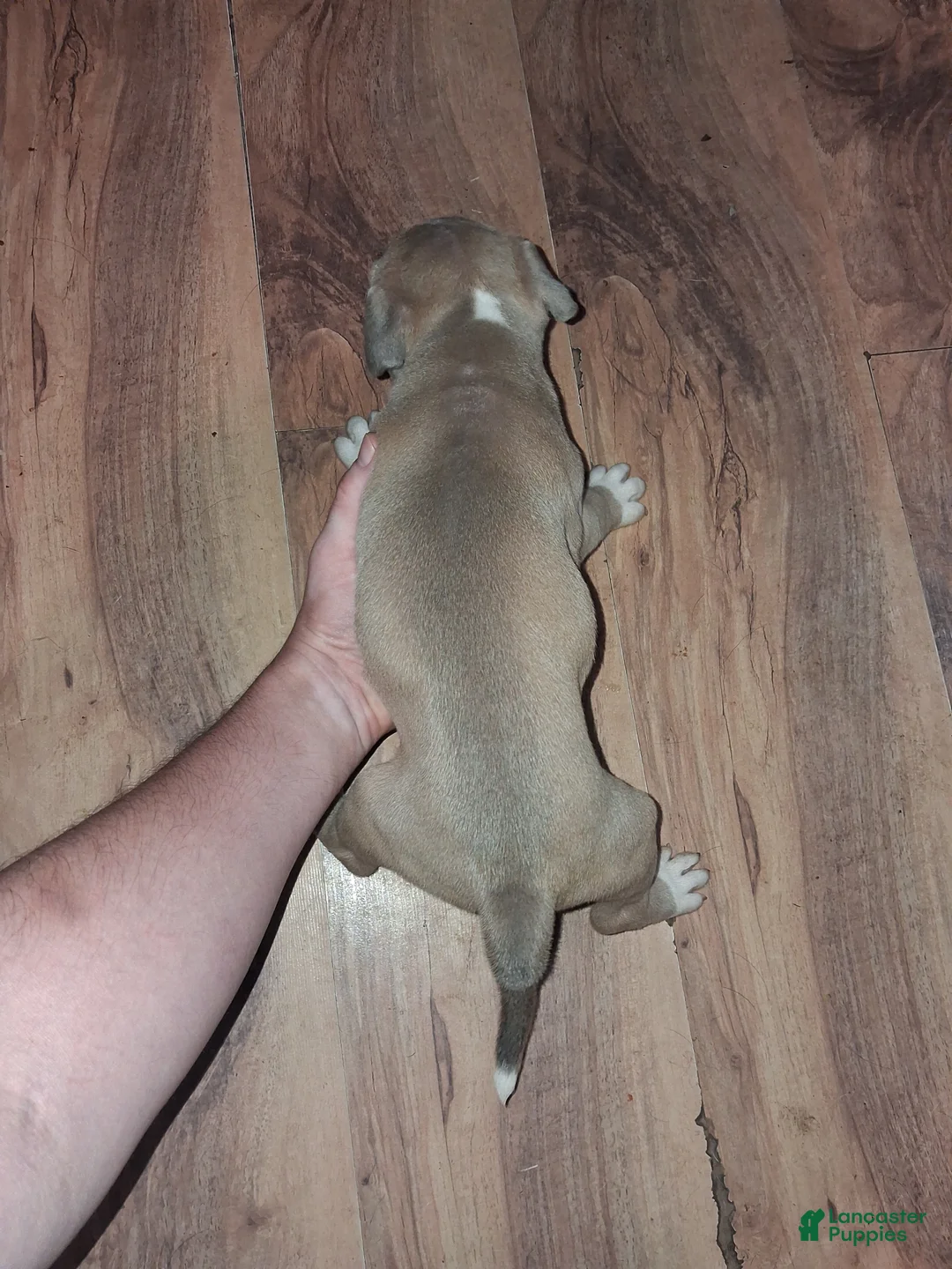 American Pit Bull Terrier dogs for sale: American Pit Bull Terrier 5 - Ad 2