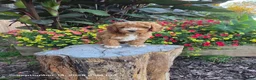 Mini Goldendoodle dogs for sale: Teddy - Ad 3