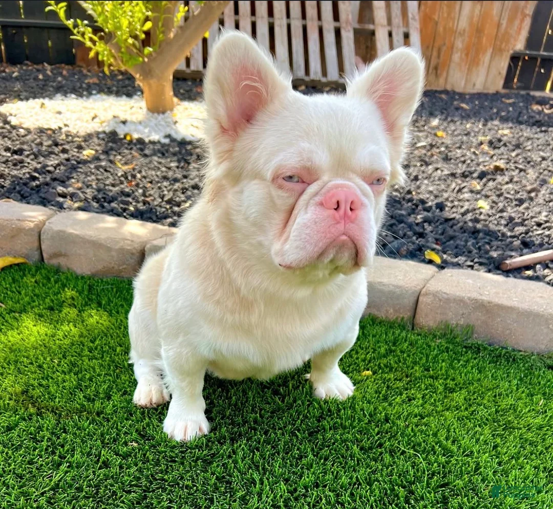 French Bulldog dogs for sale: French Bulldog Puppy 1 - Ad 8