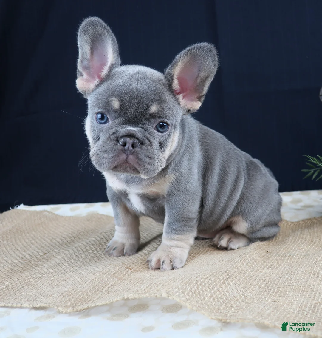 French Bulldog dogs for sale: Sophie - Ad 4