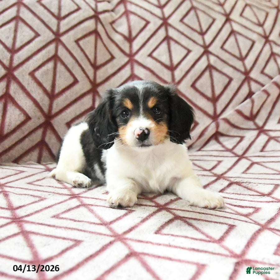 Miniature Dachshund dogs Fern - Ad 1