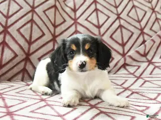 Miniature Dachshund dogs for sale: Fern - Ad 1