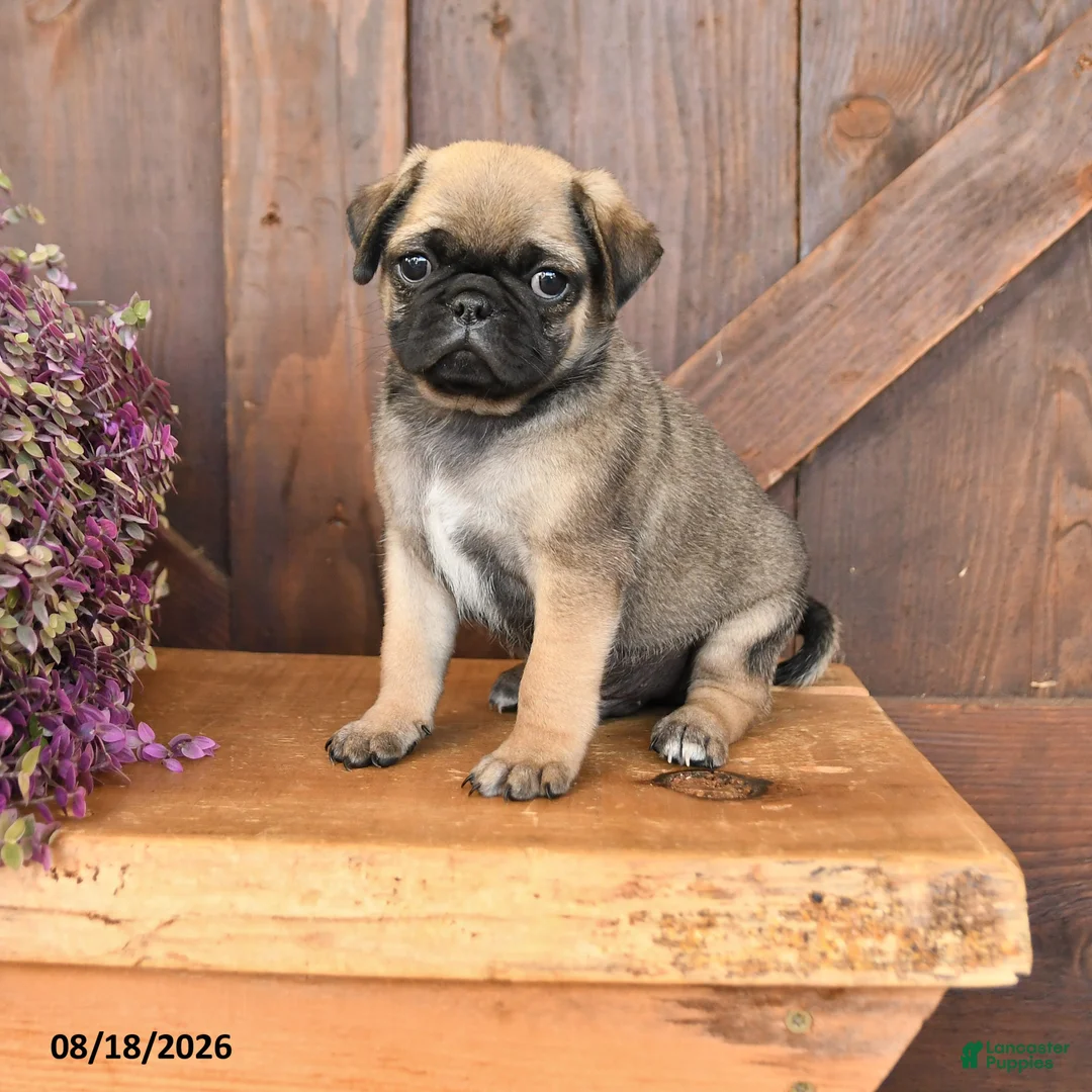 Mixed Breed dogs for sale: Luke - Ad 1