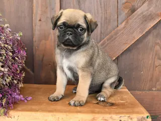Mixed Breed dogs Luke - Ad 1