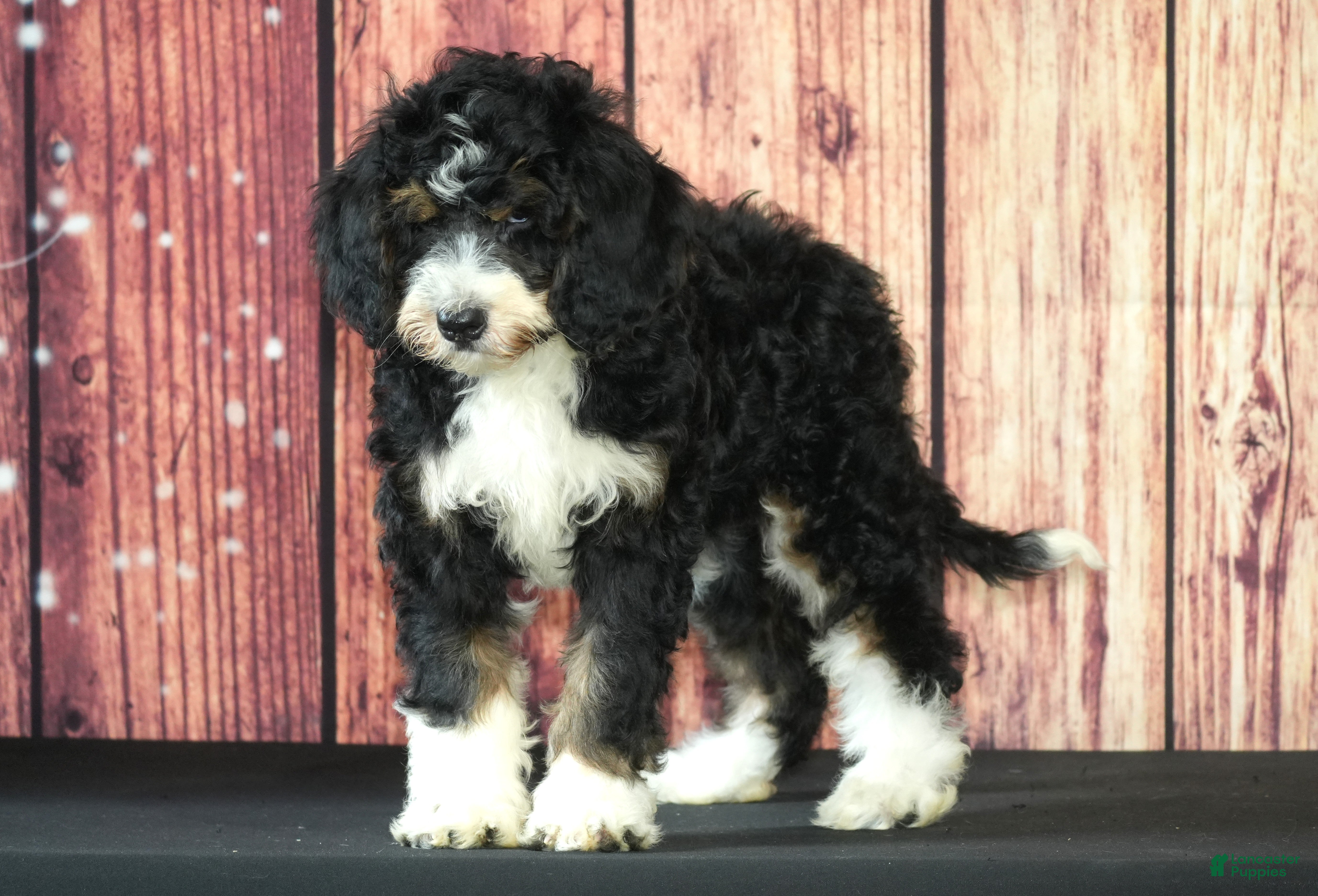 Bernedoodle dogs Spring - Ad 34