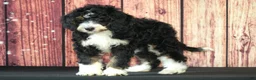 Bernedoodle dogs for sale: Spring - Ad 1