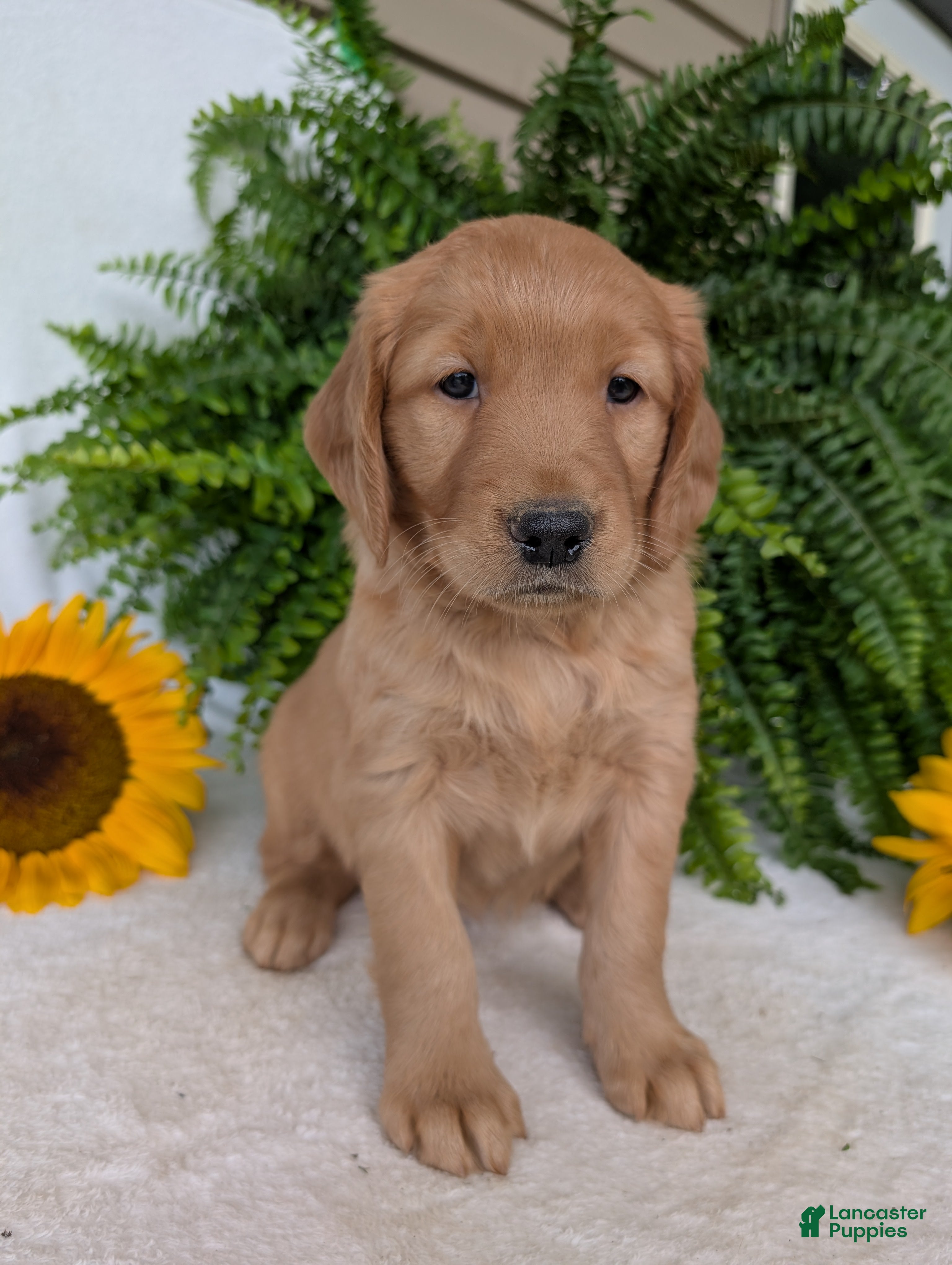 Golden Retriever dogs Honey  - Ad 1