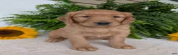 Golden Retriever dogs for sale: Honey  - Ad 1