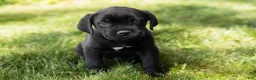 Cane Corso dogs for sale: Ace - Ad 3