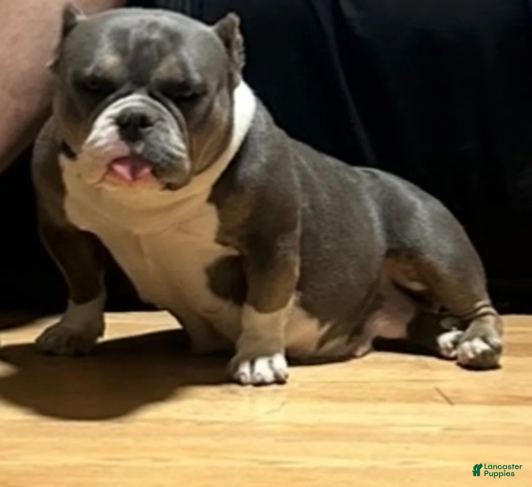 American Bully dogs for sale: American Bully 5 - Ad 2