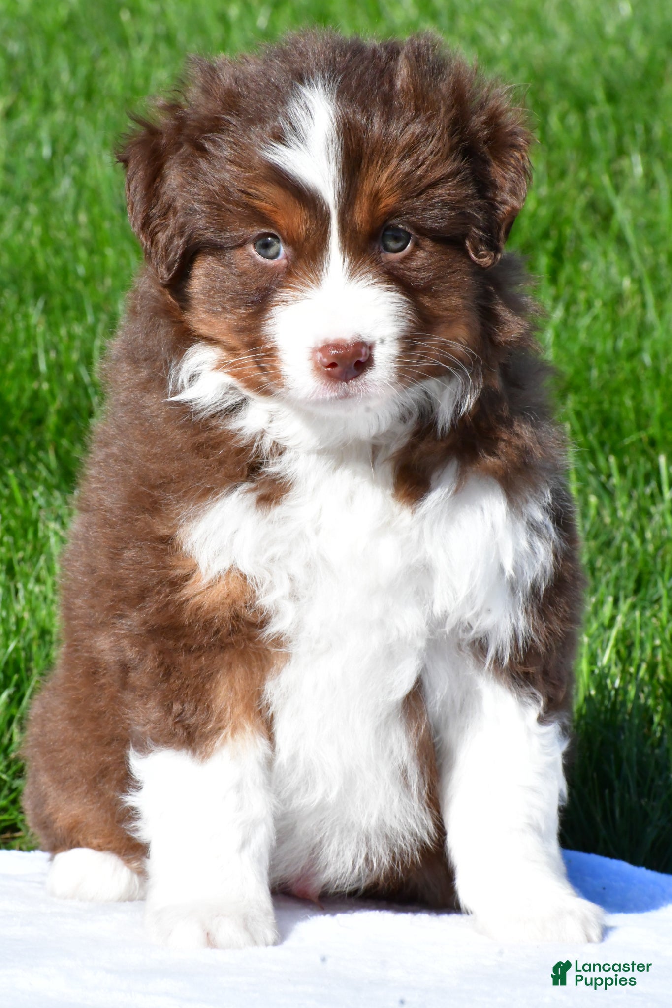 Miniature Australian Shepherd dogs Taylor - Ad 2