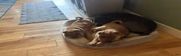 Shar Pei dogs for sale: Shar Pei 1 - Ad 3