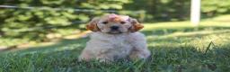 Mixed Breed dogs for sale: Jada - Ad 7