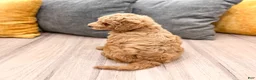 Mini Goldendoodle dogs for sale: Jasmine - Ad 5