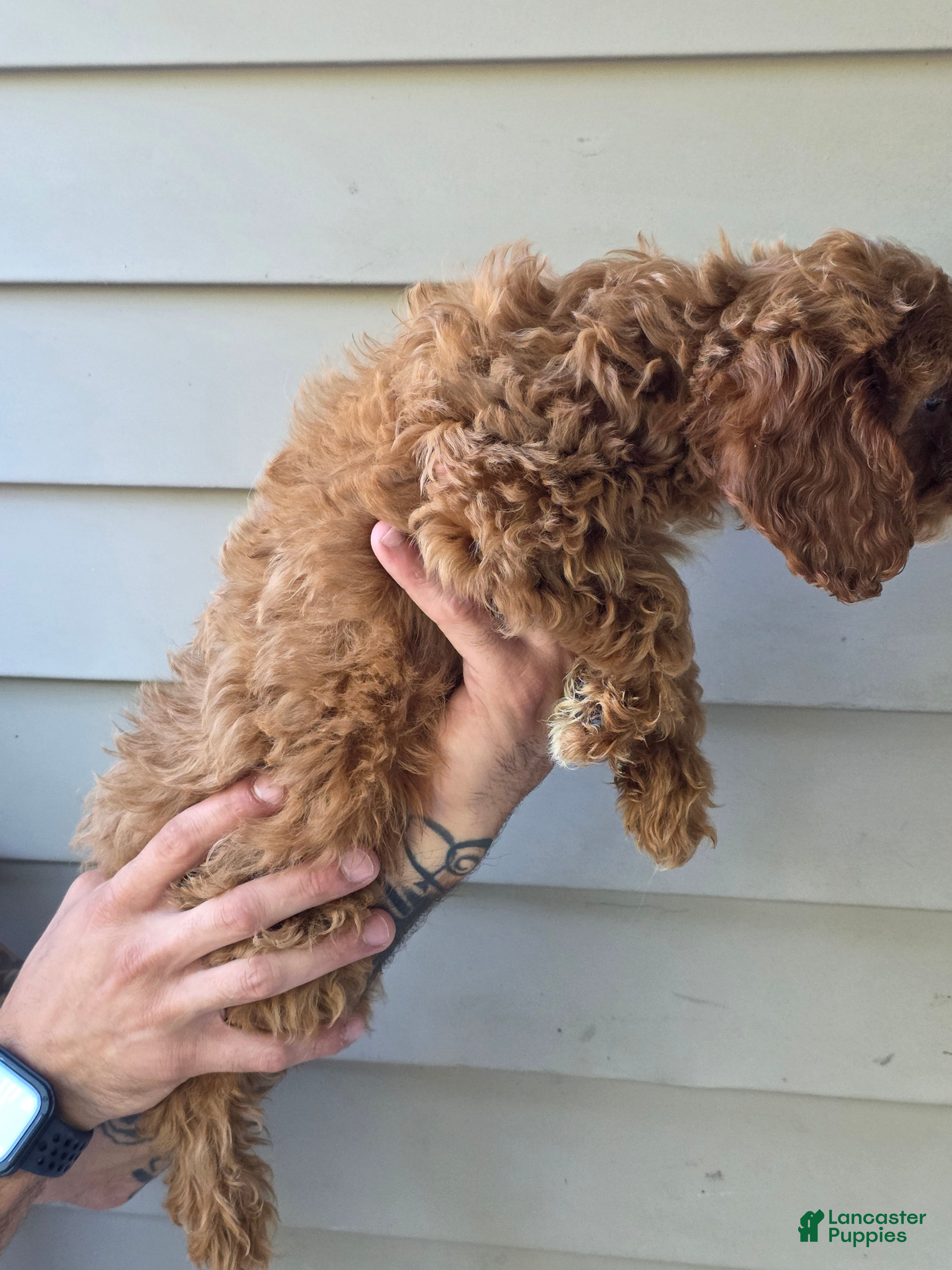 Mixed Breed dogs Stanley  - Ad 2