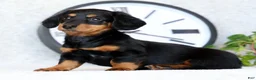 Miniature Dachshund dogs for sale: Willow - Ad 6