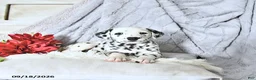 Dalmatian dogs for sale: Sadie - Ad 4