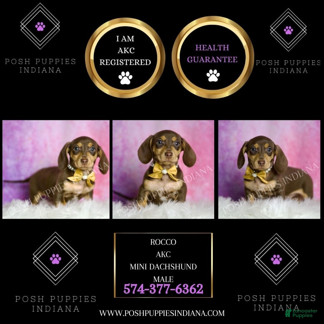 Miniature Dachshund dogs for sale: Rocco - Ad 2