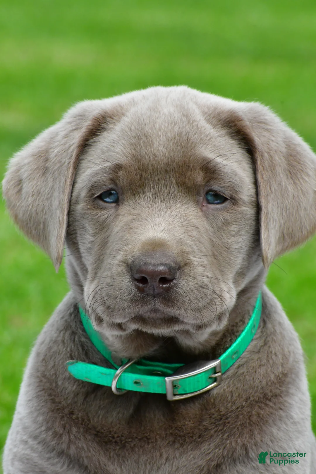 Labrador Retriever dogs for sale: Millie - Ad 1