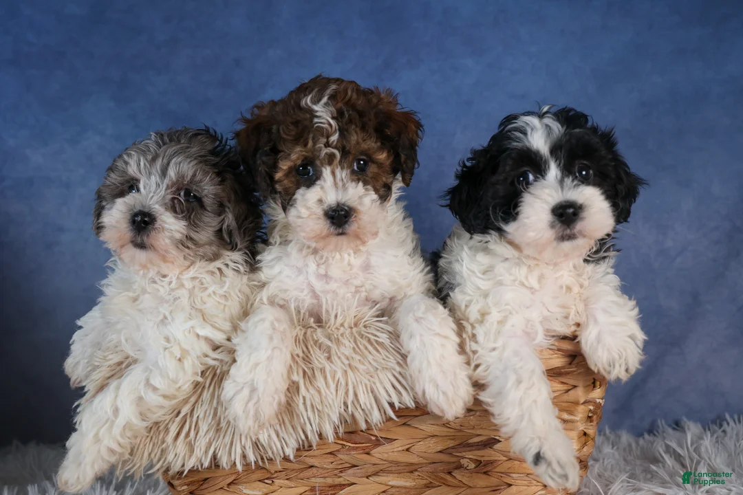 Havapoo dogs for sale: FREDA - Ad 16