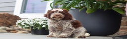 Lagotto Romagnolo dogs for sale: Mia - Ad 2