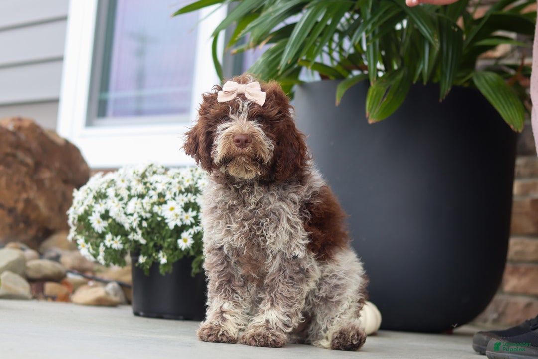 Lagotto Romagnolo dogs for sale: Mia - Ad 2