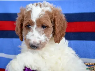 Goldendoodle dogs Mini Goldendoodle Puppy 2 Ernie - Ad 32