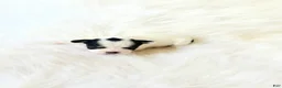 Chihuahua dogs for sale: AKC Ladybug - Ad 4