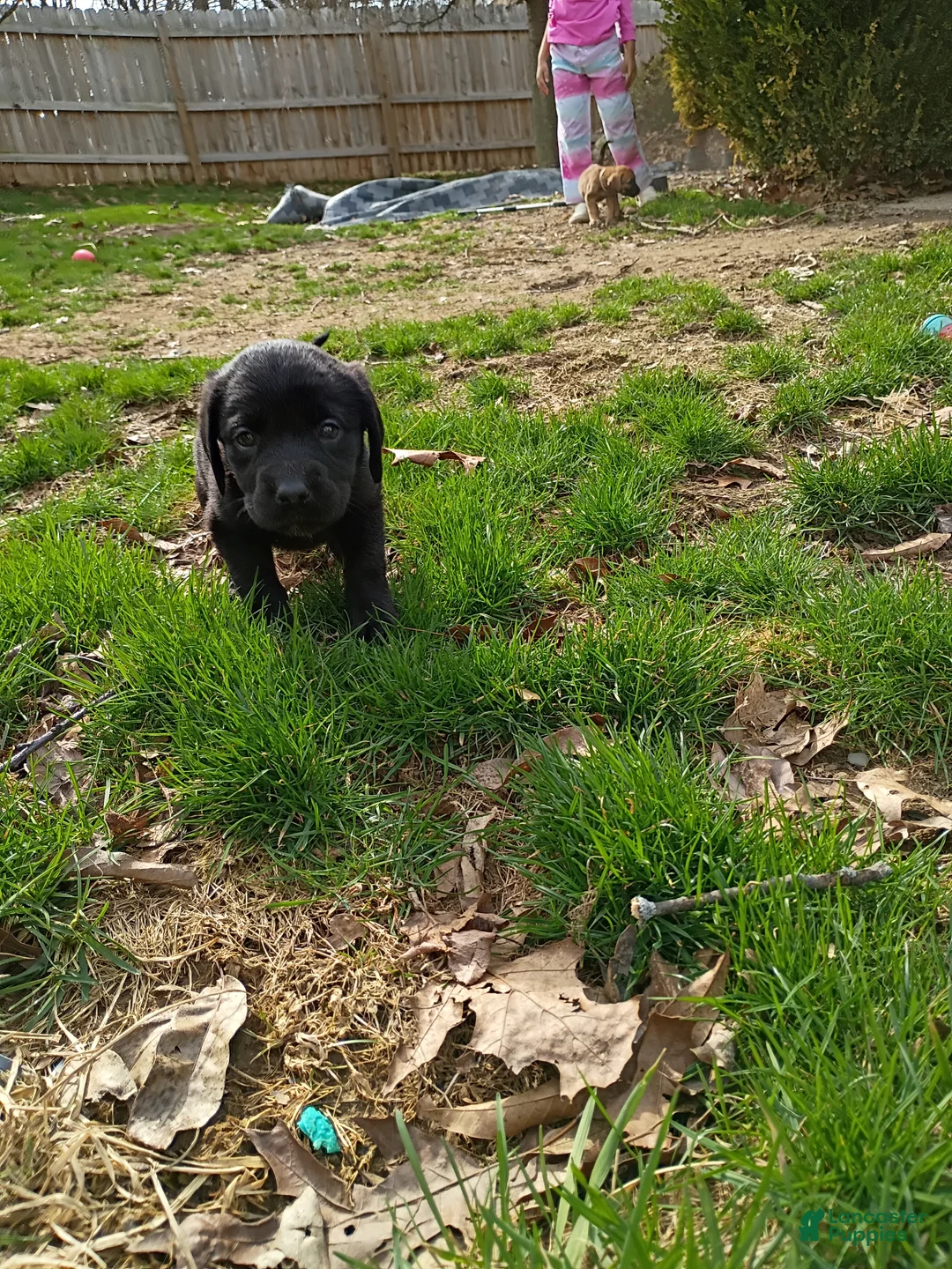 Mixed Breed dogs for sale: Mixed Breed Puppy 5 - Ad 1