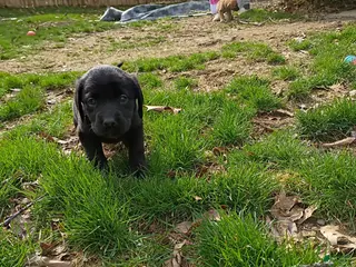 Mixed Breed dogs Mixed Breed Puppy 5 - Ad 29