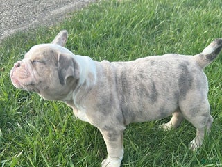 American Bully dogs - Ad 17